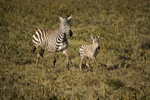 Mother and baby zebra on safari in Kenya