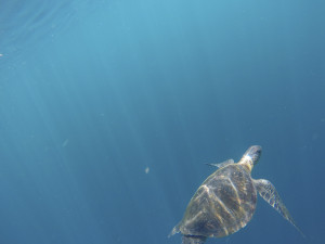 Turtle Swimming in the Galapagos, Ecuador