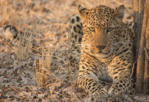 Leopard n safari in South Luangwa National Park, Zambia