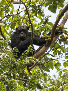 Chimpanzee on walking safari in Uganda