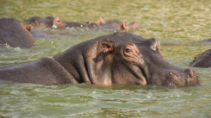 Hippo on safari in Qeeun Elizabeth National Park, Uganda