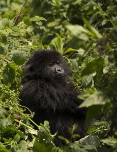 Mountain gorilla, Rwanda