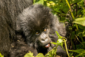 Baby mountain gorilla, Rwanda