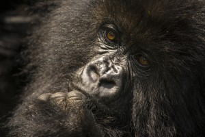 Mountain gorilla, Rwanda