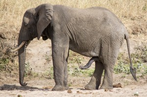 Elephant with massive penis, on safari in Tanzania