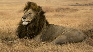 Male lion on safari in the Ngorongoro Crater, Tanzania